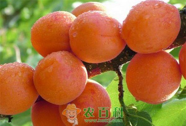 新疆杏可提前3个月上市 土客网网 新疆杏可提前3个月上市