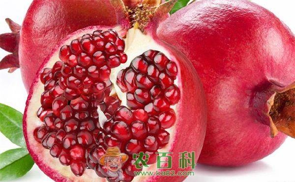 石榴 小石榴带动大发展