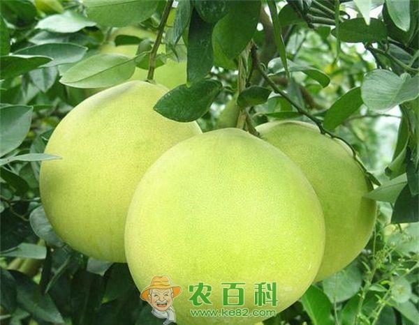 柚子可抑制口腔溃疡