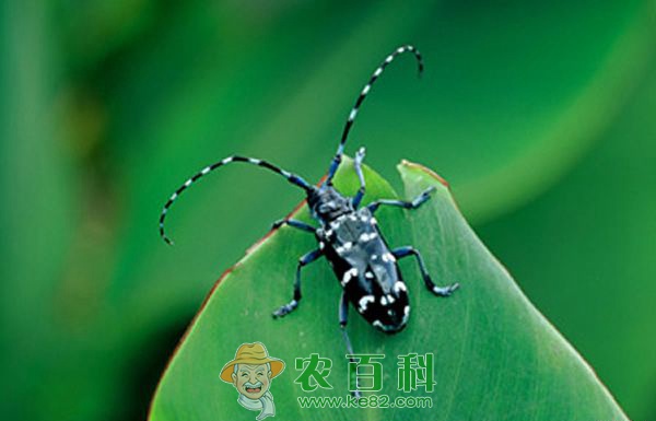 天牛 菠萝天牛虫害防治方法
