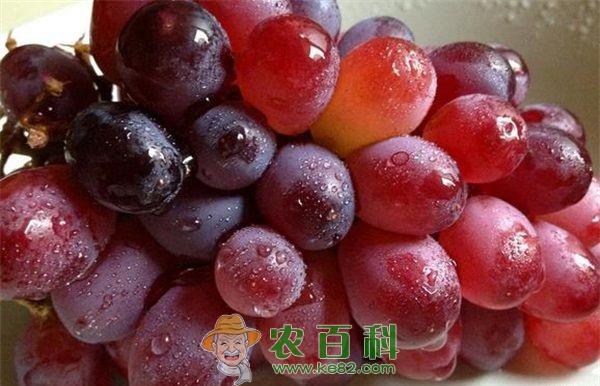 提子 黑蜜提子种植为村级集体经济添活力