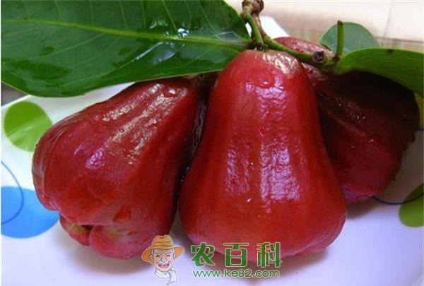 莲雾的食疗价值很高