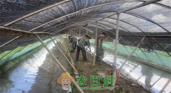 冬季大棚牛蛙养殖技术