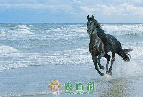 养马之小结肠便秘的诊治