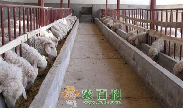 小尾寒羊养殖技术 小尾寒羊养殖技术