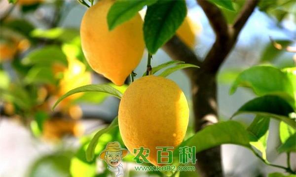 柠檬 柠檬的采收和储藏方法