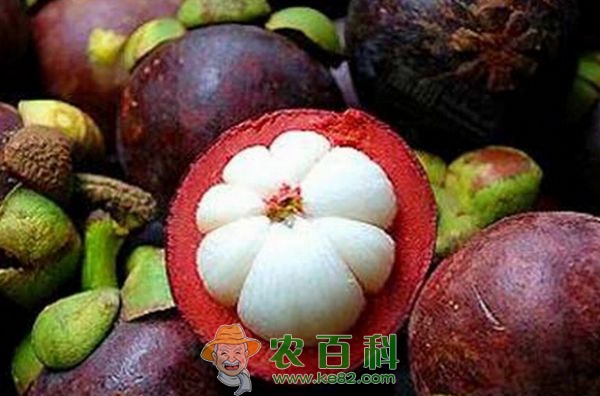 山竹种植方法和注意事项