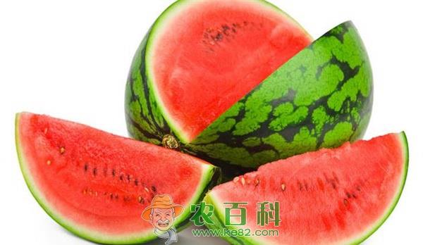 西瓜 洪尊才走,到内蒙古种西瓜