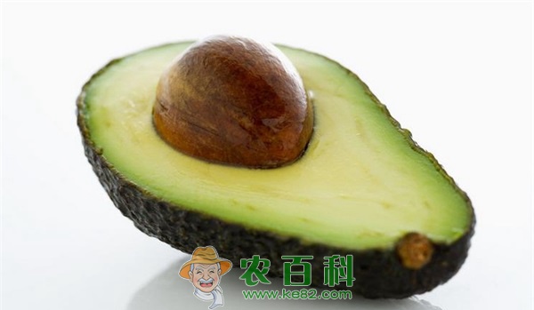牛油果 牛油果食用应适量