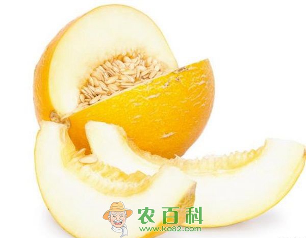 香瓜 孟家岭村大棚香瓜成致富金果果
