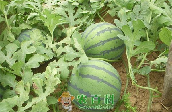 西瓜不可能注射甜蜜素和膨大剂