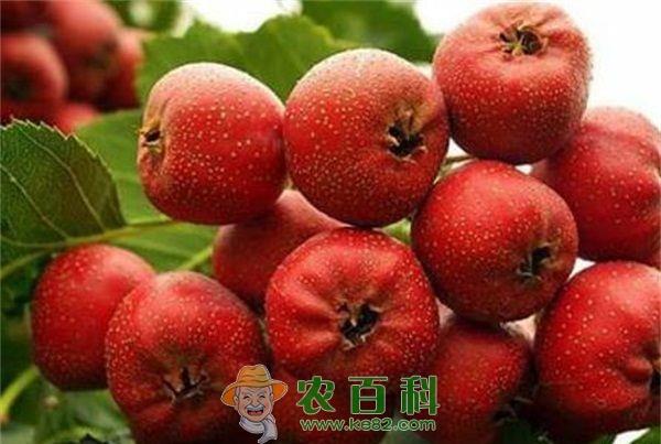 山楂种植 山楂种植的无土繁殖及栽培