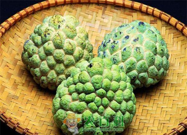 番荔枝种植怎么催熟 土客网网 番荔枝种植怎么催熟