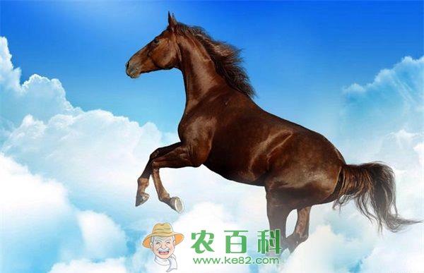 马 良种马养殖促农民收入