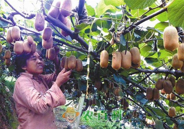 猕猴桃种植的扦插繁殖技术