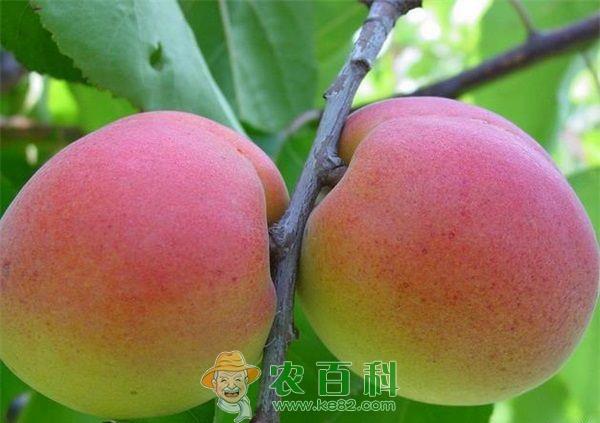 杏 杏树采果后土肥水管理技术
