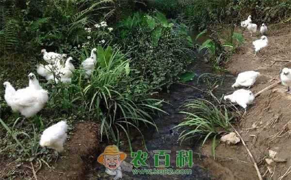 台湾吕清源等到泰和县考察乌鸡产业