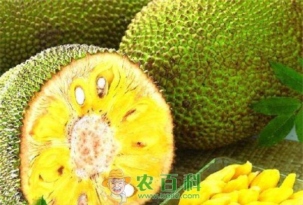 菠萝蜜产业还需加蜜