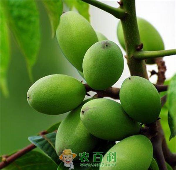 油橄榄炭疽病及其防治