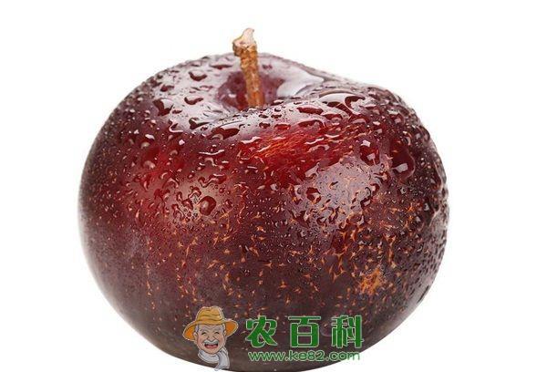 李子 李子上火吗