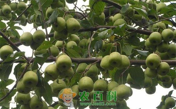 三种山楂害虫的综合防治方法