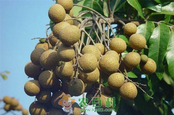 泸县龙眼冬季管理要点