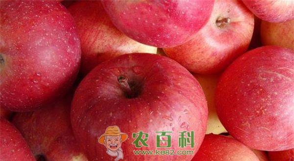 苹果牛奶减肥法