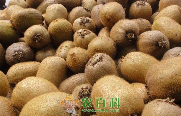奇异果 奇异果浓缩汁的加工技术