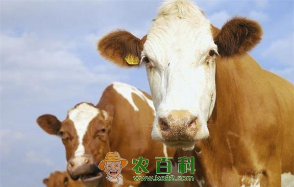 四招护理发烧牛