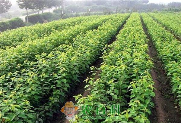 樱桃树种植技术