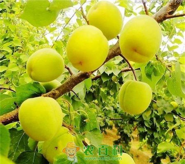 杏 史店乡种植红梅杏