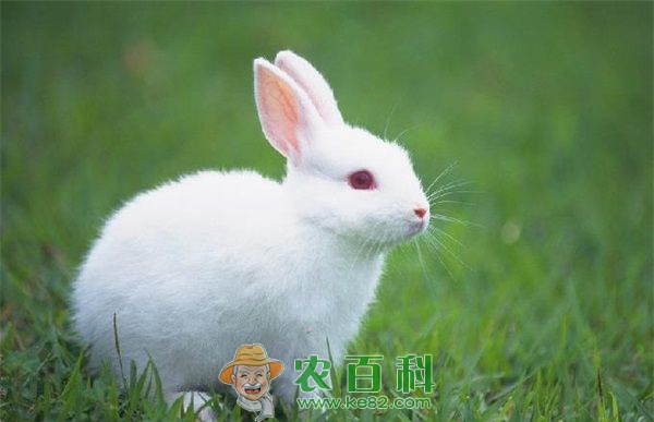 兔子 阳东潘邦建深山养兔成“土专家”