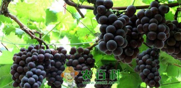 吃葡萄上火吗