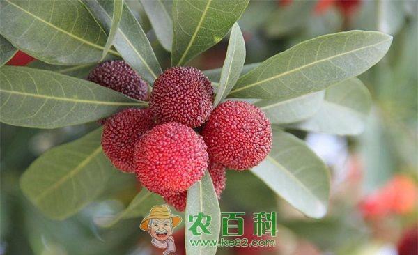 杨梅的清洗方法