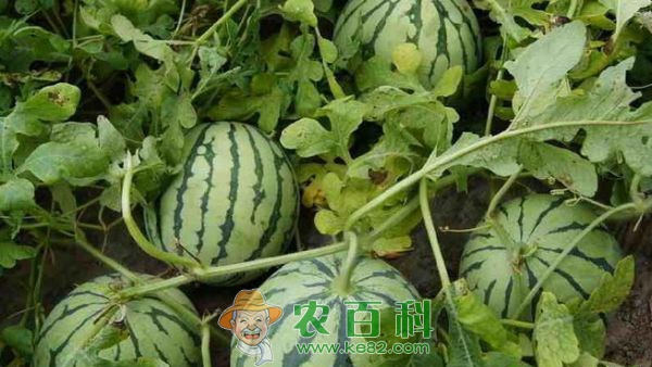 大棚西瓜种植栽培 土客网网 大棚西瓜种植栽培管理技术措施