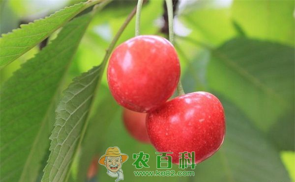 河南中牟樱桃树夏季修剪技术要点