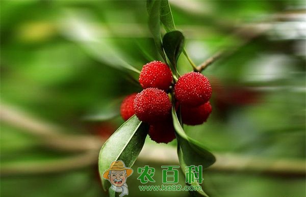 杨梅蓑蛾类的发生与防治
