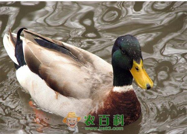 鸭 大肠杆菌病