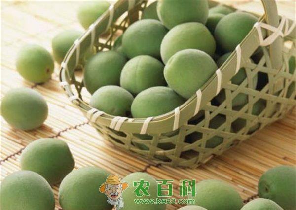 青梅丰产需要冬剪