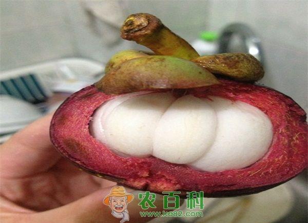 山竹 山竹树的种植