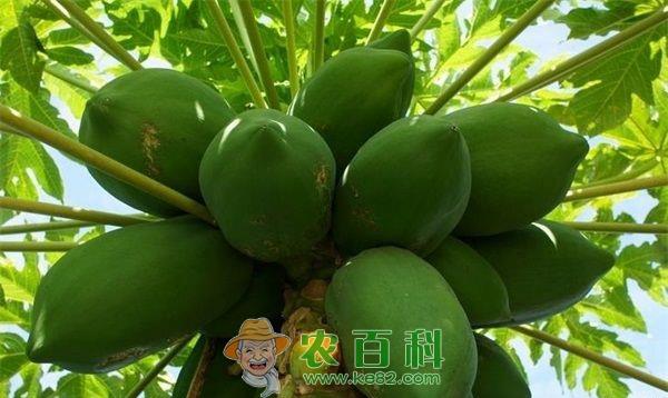 木瓜种植的幼林管理