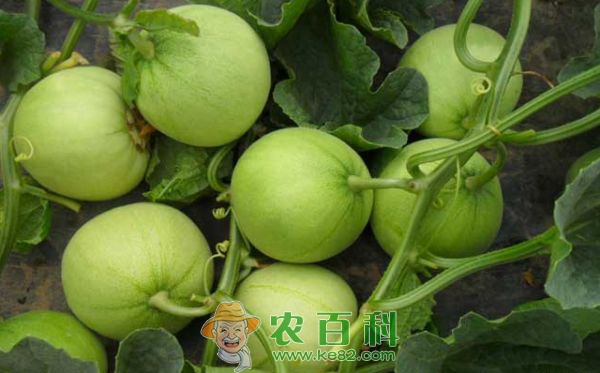香瓜种植技术 土客网网站 香瓜种植技术:着色不良及甜度不佳的原因