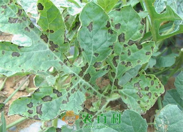 西瓜炭疽病防治