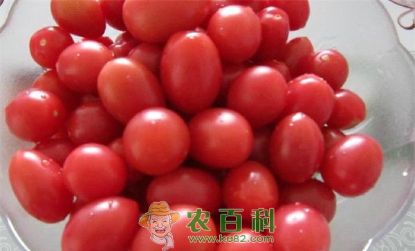 卢龙试种绿色圣女果获成功