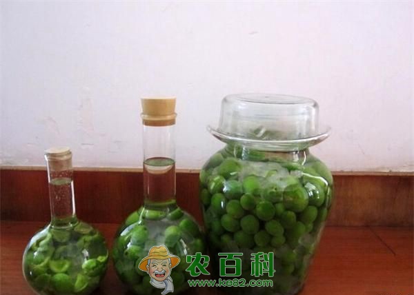 自制青梅酒的做法