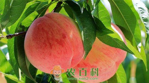 桃种植 桃种植缩叶病的防治技术
