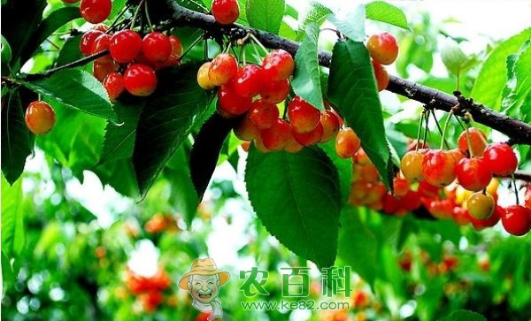 泰山区规模经营带来樱桃丰收