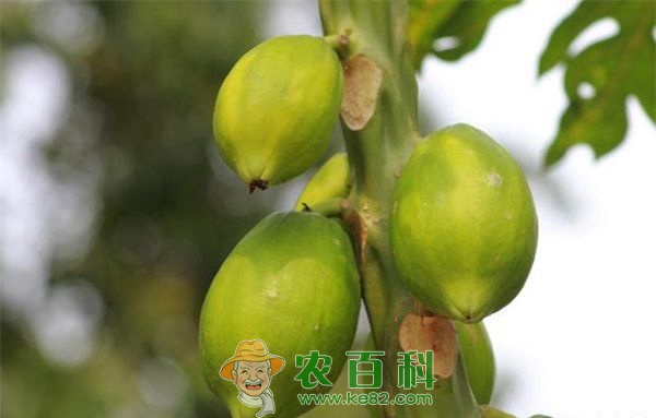木瓜种植 木瓜种植的大树裸根移植技术