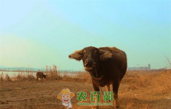 养牛技术之牛掉毛的治疗