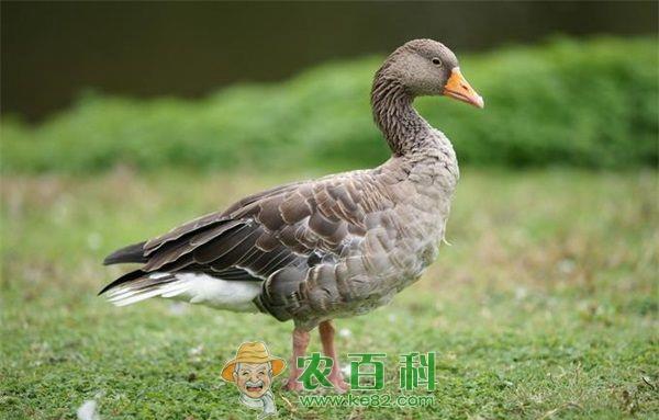 养鸭子利润怎么样